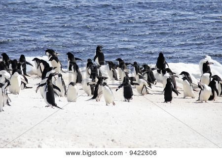 Colony of Adelie Penguins