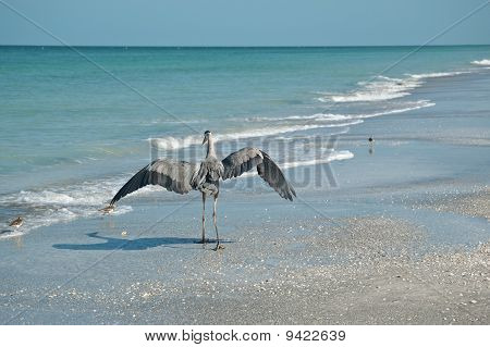 그레이트 블루 헤론과 플로리다 해변에 Shorebirds