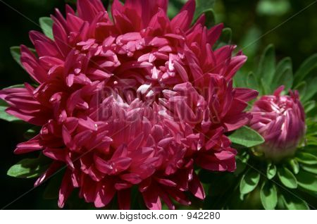 Aster