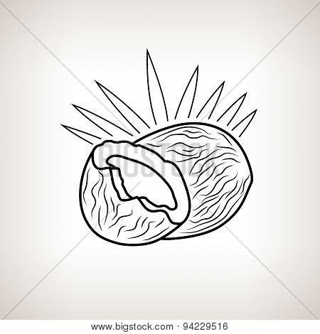 Coconut In The Contours