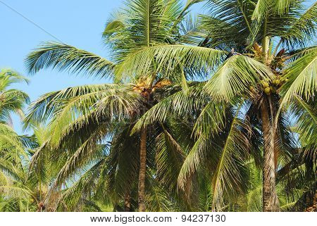 Two palms