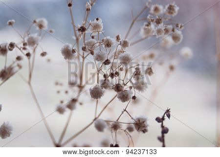 The tender flowers