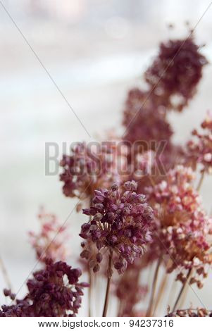 The background with pink flowers