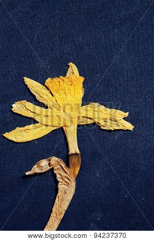 The narcissus