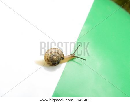 L'escargot