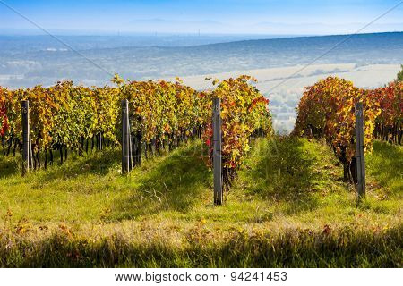 view of autumnal vineyards near Palava, Czech Republic