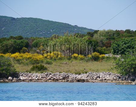 Spanish broom in the Croatian maquis