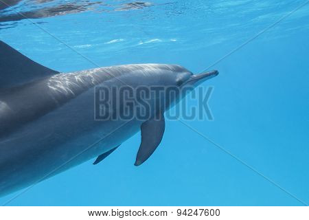 Single Dolphin In Tropical Sea, Underwater