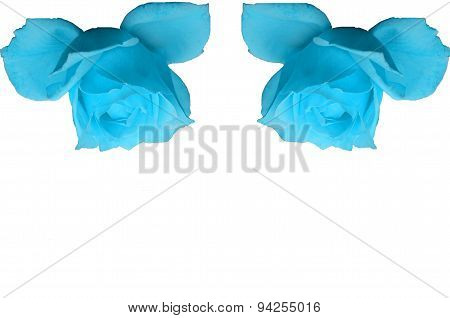 The flower of the rose -colored Blue