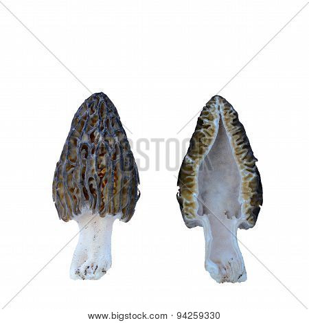 Morel Mushrom Cross Section