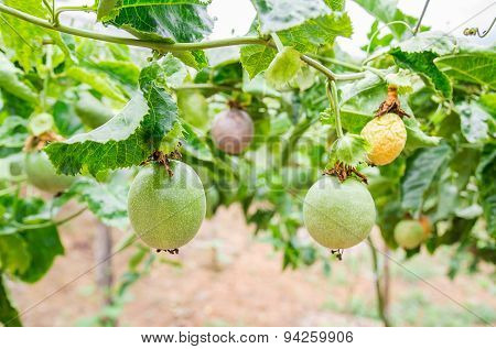 Passion Fruit (passiflora Edulis), Selective Focus.