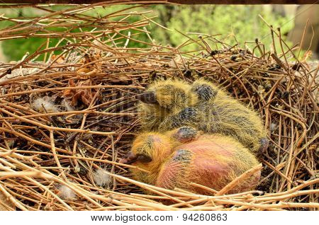Two Baby Pigeons