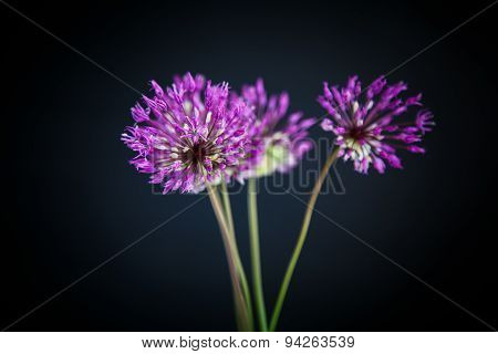 Allium