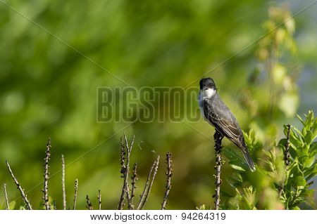 Eastern Kingbird Stare