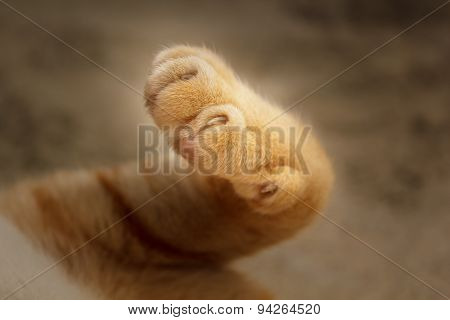 Cat's Paws.