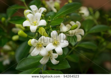 Orange Jessamine Flowers.