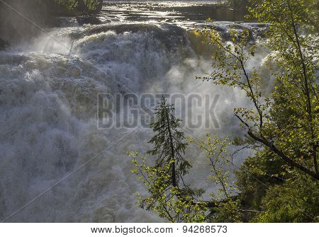 Small Spruce Above A Large Waterfall