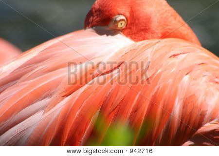 Flamingo