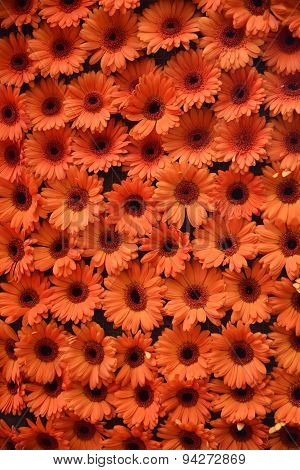 Orange Daisies