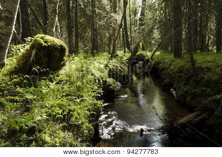 Stream And Ferns.