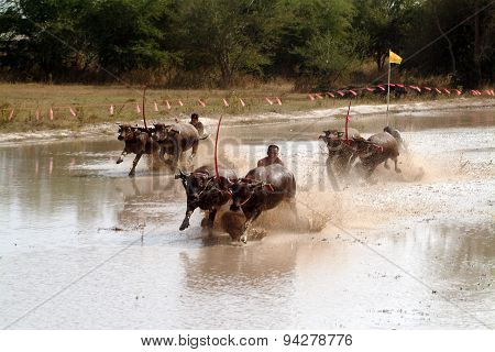 Water Buffalo Racing In Thailand.