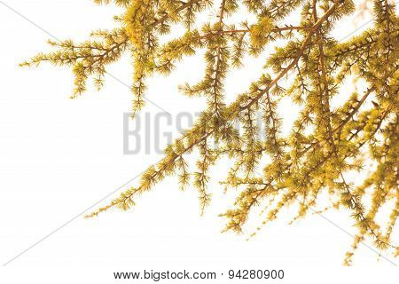 The Leaves Of Larch Tree With White Background In Vintage Style