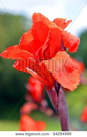 Cana generalis President close up of red flower