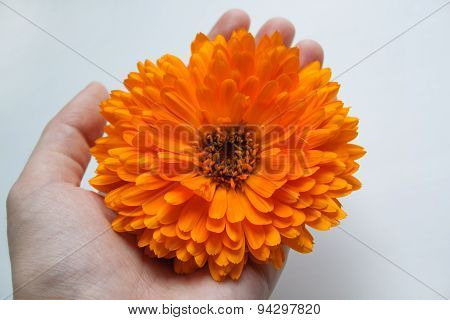 Calendula Flower. Large Bright Flower.