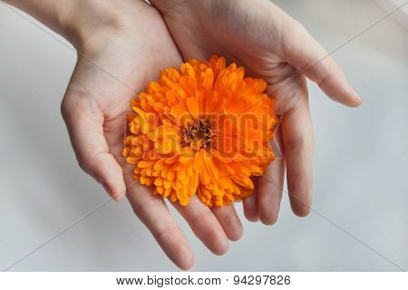 Bright flower in the hands of women