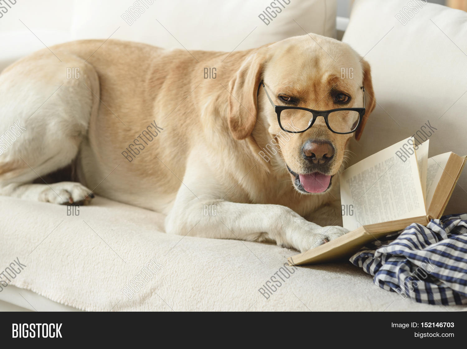 Ingenious Funny Dog Image & Photo (Free Trial) Bigstock