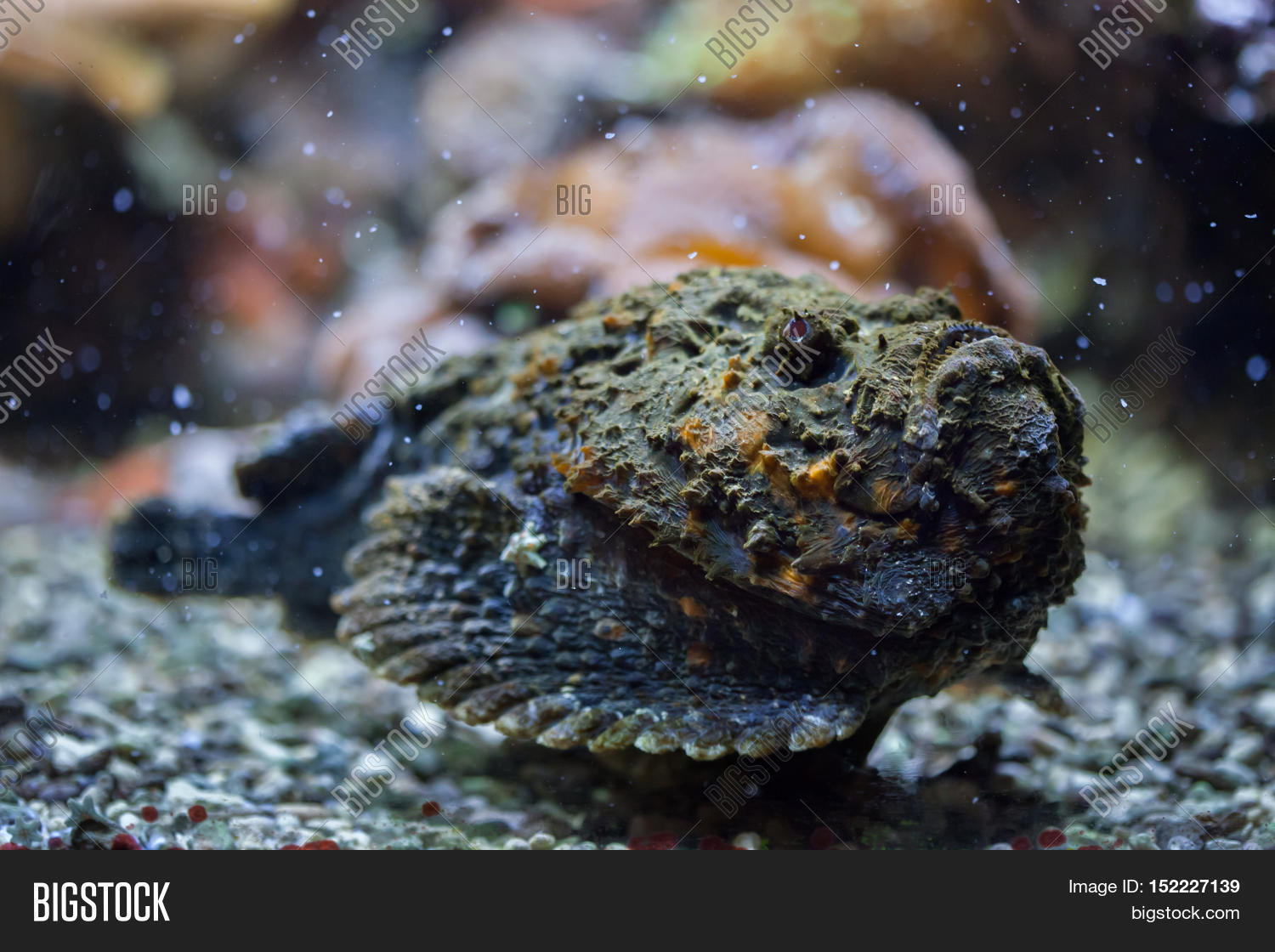 Reef Stonefish ( Image & Photo (Free Trial) Bigstock