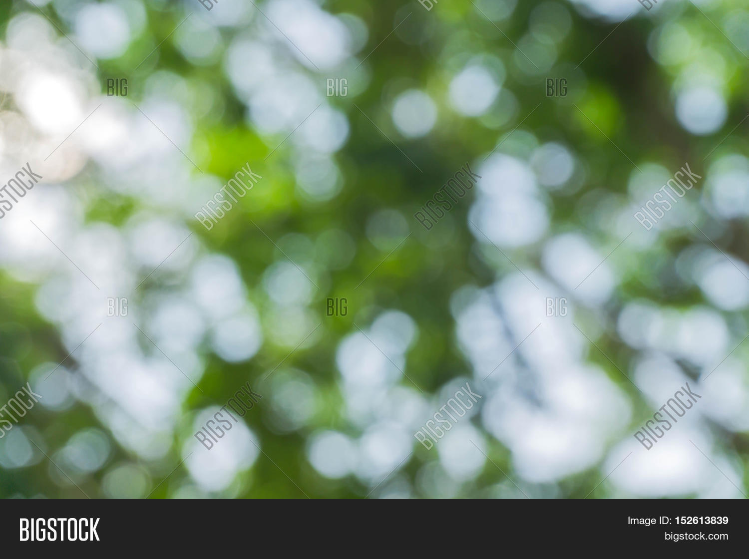 Green Tree / Blurred Image & Photo (Free Trial) | Bigstock