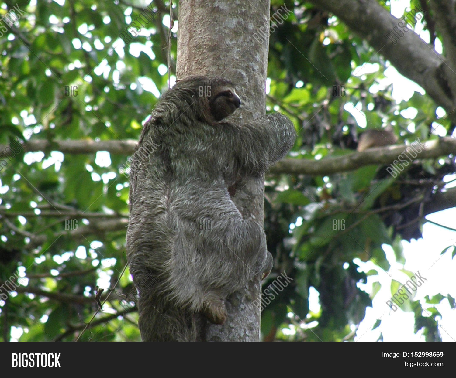 Sloth Climbing Tree Image & Photo (Free Trial) | Bigstock