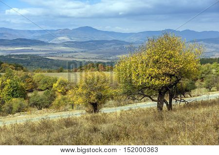 Yellow tree and Autumn view of Cherna Gora mountain, Pernik Region, Bulgaria