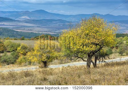 Amazing view of Yellow tree and Autumn view of Cherna Gora mountain, Pernik Region, Bulgaria