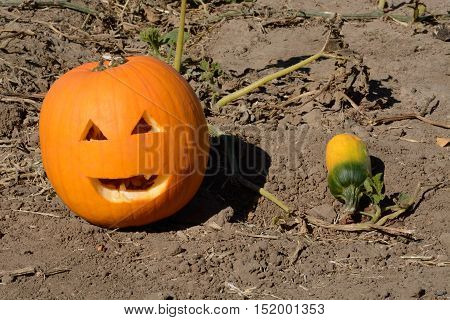 Jack O'Lantern face and small young green pumpkin on vine in pumpkin patch agricultural field