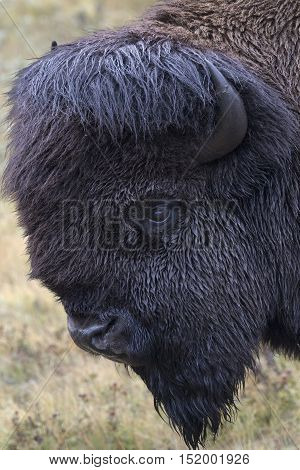 Bison head portrait with green grass background. Location is the Bison Paddock autodrive of Waterton National Park in Alberta Canada. Date is September 11 2016.