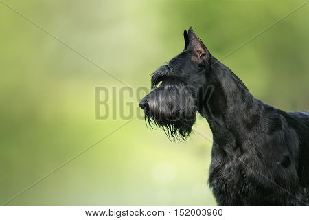 Dog Giant Schnauzer pet walking in a summer park