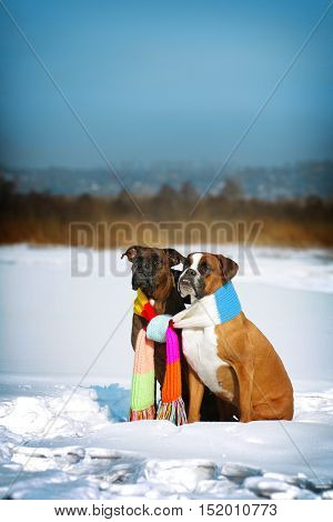 two dogs of breed boxer sitting in the winter on snow associated with one scarf in bright stripes. The concept of romance and love.