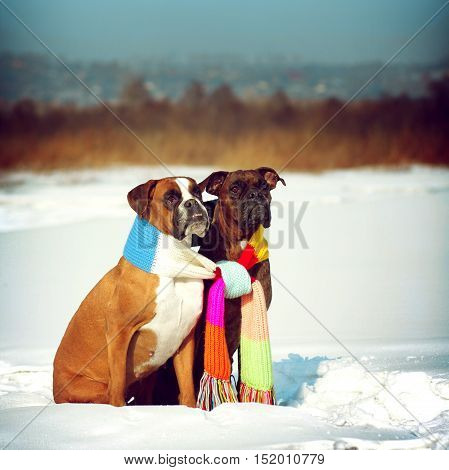 two dogs of breed boxer sitting in the winter on snow associated with one scarf in bright stripes. The concept of romance and love.