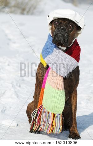 intelligent dog breed boxer is sitting in hat and scarf in the snow in the winter. A pet dressed as a man