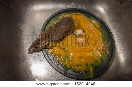 The rat in glue stick on the mousetrap