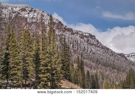 Lodgepole pines (Pinus contorta) account for 80% of the forests in Yellowstone National Park