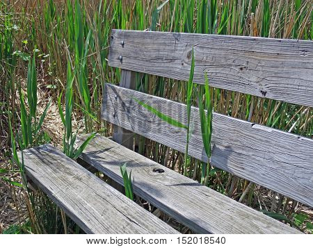 A lakeside park provides an environmentally friendly wooden bench for the weary along its reedy shoreline. Livonia Michigan.
