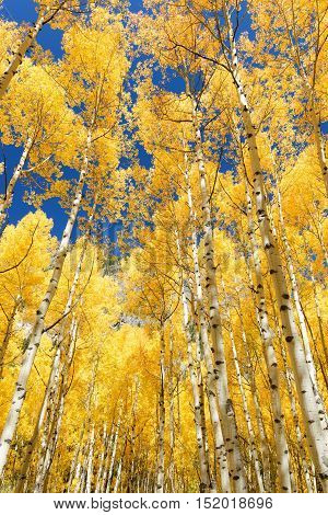 Abstract of golden aspen tree in Aspen - snowmass wilderness area Colorado