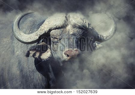 Buffalo In Smoke