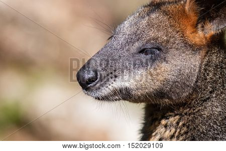 Close-up Of A Parma Wallaby