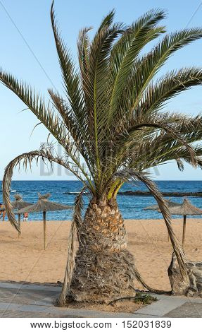 An image of palm tree in the blue sunny sky