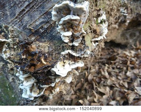 Fungi And Moss On A Rotten Wood
