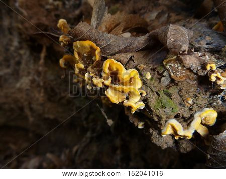 Fungi And Moss On A Rotten Wood
